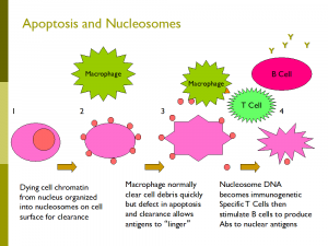 Apoptosis and nucleosomes