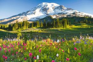Mt Rainier